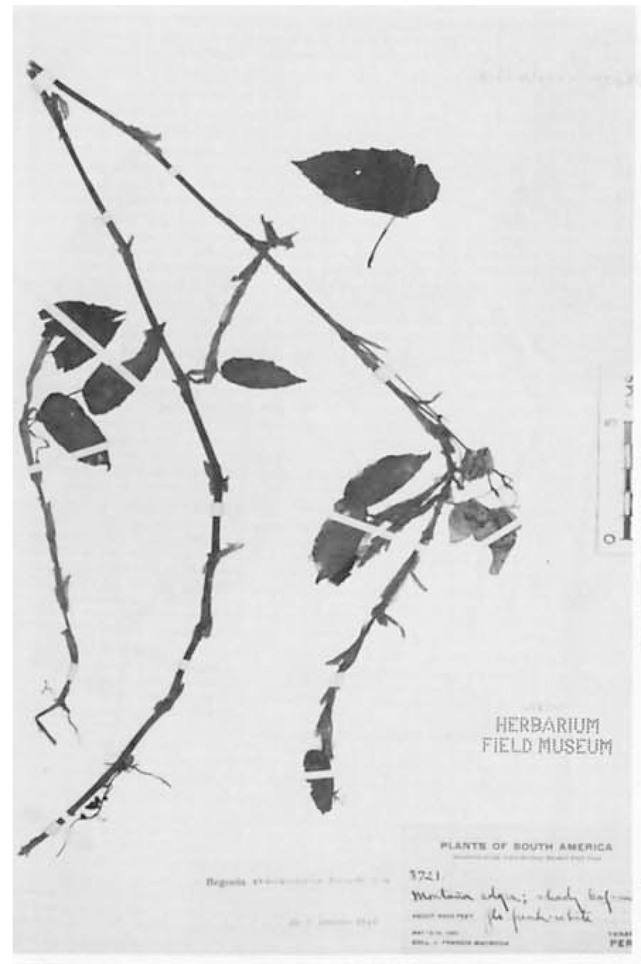 B. obtecticaulis